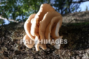 fungus, tree fungus, door county, wisconsin, fungi, funguses