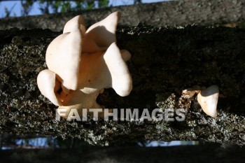 fungus, tree fungus, door county, wisconsin, fungi, funguses