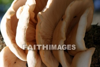 fungus, tree fungus, door county, wisconsin, fungi, funguses