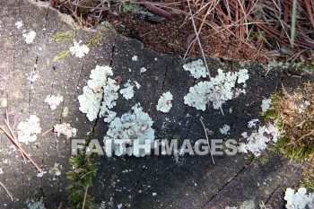 lichen, fungus, rock, door county, wisconsin, lichens, fungi, funguses, rocks