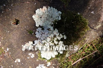 lichen, fungus, rock, door county, wisconsin, lichens, fungi, funguses, rocks