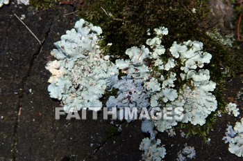 lichen, fungus, rock, door county, wisconsin, lichens, fungi, funguses, rocks