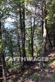 forest, green bay, door county, wisconsin, forests