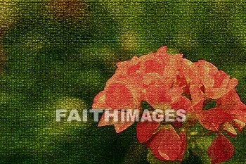 flower, flowering, bloom, blossom, blossoming, bud, cluster, nature, creation, Backgrounds, background, Presentation, powerpoint, flowers, blooms, blossoms, buds, clusters, natures, creations, presentations