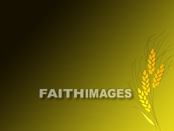 Wheat, grain, background, Backgrounds, desktop, Presentation, powerpoint, christian, grains, presentations, Christians