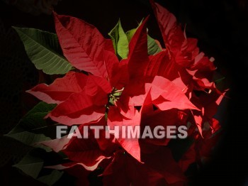 poinsettia, flower, Christmas, background, content, object, representation, perception, perceptual, experience, visual, image, View, concept, conceptual, idea, desktop, screen, Presentation, Present, show, showing, powerpoint, slide, media, graphic