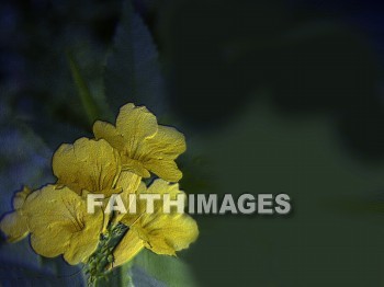 flower, Easter, background, content, object, representation, perception, perceptual, experience, visual, image, View, concept, conceptual, idea, desktop, screen, Presentation, Present, show, showing, powerpoint, slide, media, graphic, graphics