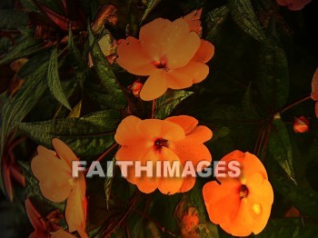 flower, Easter, background, content, object, representation, perception, perceptual, experience, visual, image, View, concept, conceptual, idea, desktop, screen, Presentation, Present, show, showing, powerpoint, slide, media, graphic, graphics