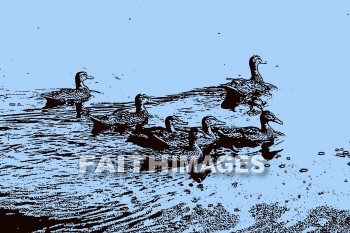 duck, wildlife, background, content, object, representation, perception, perceptual, experience, visual, image, View, concept, conceptual, idea, desktop, screen, Presentation, Present, show, showing, powerpoint, slide, media, graphic, graphics