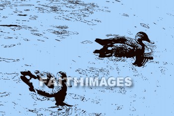 duck, wildlife, background, content, object, representation, perception, perceptual, experience, visual, image, View, concept, conceptual, idea, desktop, screen, Presentation, Present, show, showing, powerpoint, slide, media, graphic, graphics