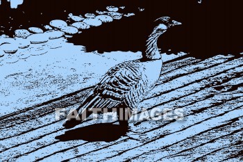 duck, wildlife, background, content, object, representation, perception, perceptual, experience, visual, image, View, concept, conceptual, idea, desktop, screen, Presentation, Present, show, showing, powerpoint, slide, media, graphic, graphics