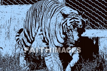 tiger, wildlife, background, content, object, representation, perception, perceptual, experience, visual, image, View, concept, conceptual, idea, desktop, screen, Presentation, Present, show, showing, powerpoint, slide, media, graphic, graphics