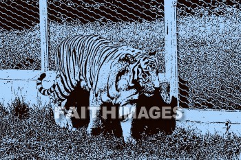 tiger, wildlife, background, content, object, representation, perception, perceptual, experience, visual, image, View, concept, conceptual, idea, desktop, screen, Presentation, Present, show, showing, powerpoint, slide, media, graphic, graphics