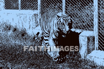 tiger, wildlife, background, content, object, representation, perception, perceptual, experience, visual, image, View, concept, conceptual, idea, desktop, screen, Presentation, Present, show, showing, powerpoint, slide, media, graphic, graphics