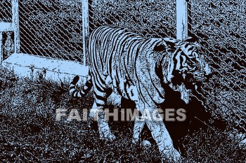 tiger, wildlife, background, content, object, representation, perception, perceptual, experience, visual, image, View, concept, conceptual, idea, desktop, screen, Presentation, Present, show, showing, powerpoint, slide, media, graphic, graphics