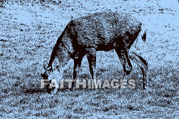 deer, wildlife, background, content, object, representation, perception, perceptual, experience, visual, image, View, concept, conceptual, idea, desktop, screen, Presentation, Present, show, showing, powerpoint, slide, media, graphic, graphics