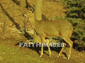 deer, wildlife, background, content, object, representation, perception, perceptual, experience, visual, image, View, concept, conceptual, idea, desktop, screen, Presentation, Present, show, showing, powerpoint, slide, media, graphic, graphics