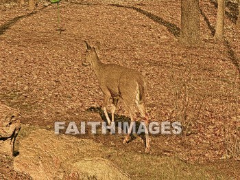 deer, wildlife, background, content, object, representation, perception, perceptual, experience, visual, image, View, concept, conceptual, idea, desktop, screen, Presentation, Present, show, showing, powerpoint, slide, media, graphic, graphics